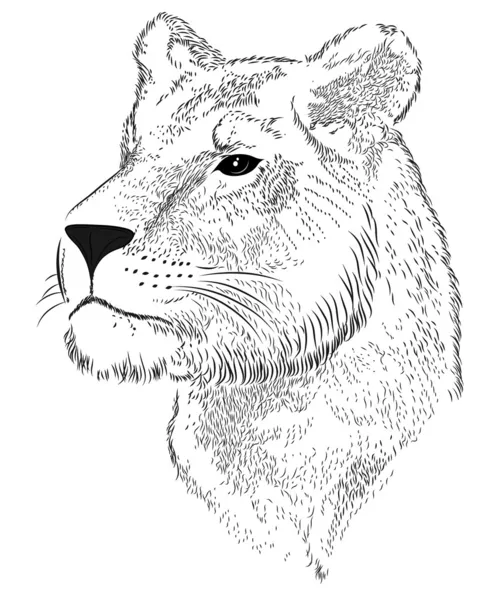 Vektör yüzü bir dişi aslan — Stok Vektör