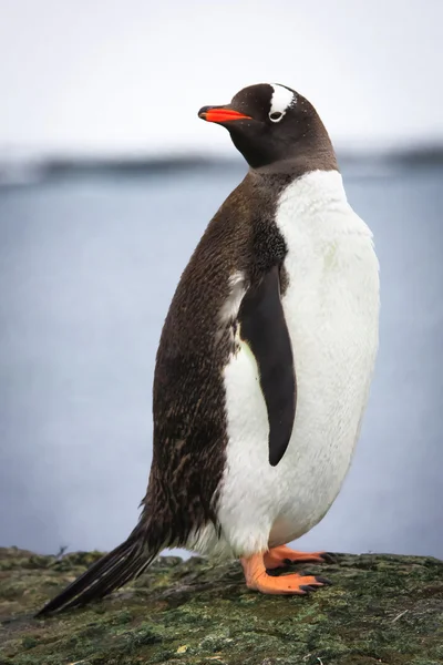 Pingwin na skale — Zdjęcie stockowe