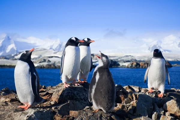Skupina tučňáci — Stock fotografie