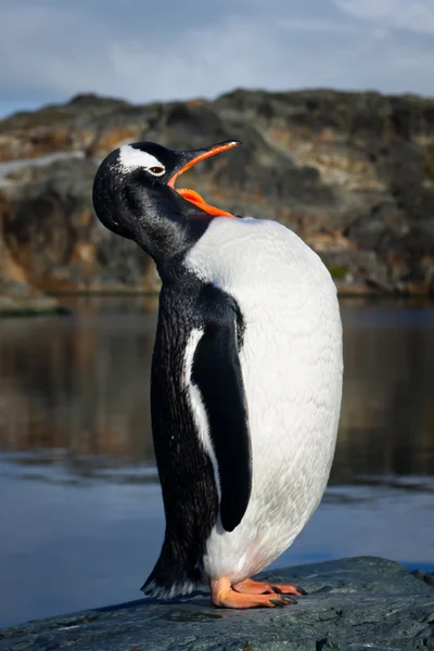 Kayadaki penguen — Stok fotoğraf