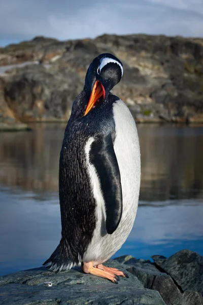 Пінгвін на скелях — стокове фото