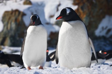 Two penguins clipart