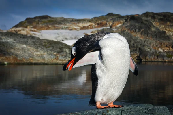 Pingvin på klipperne - Stock-foto