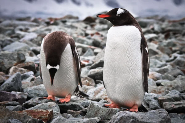Δύο πιγκουΐνους — Φωτογραφία Αρχείου