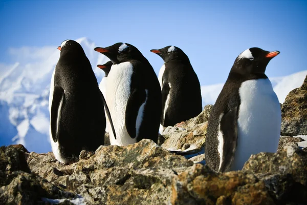 Pingviner på rock — Stockfoto