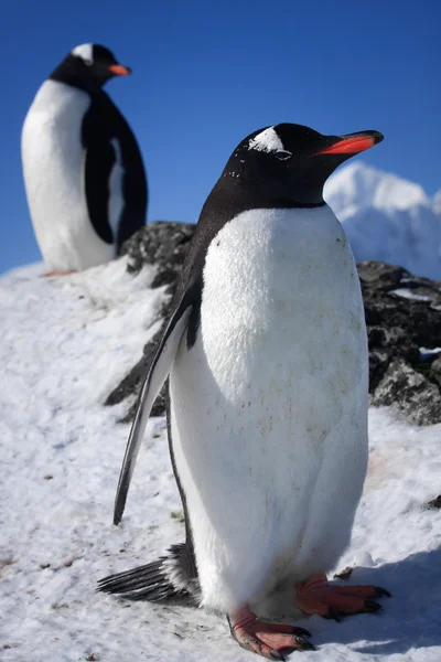 Zwei Pinguine — Stockfoto