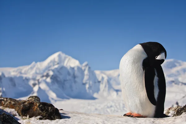 Pingüino en la roca —  Fotos de Stock