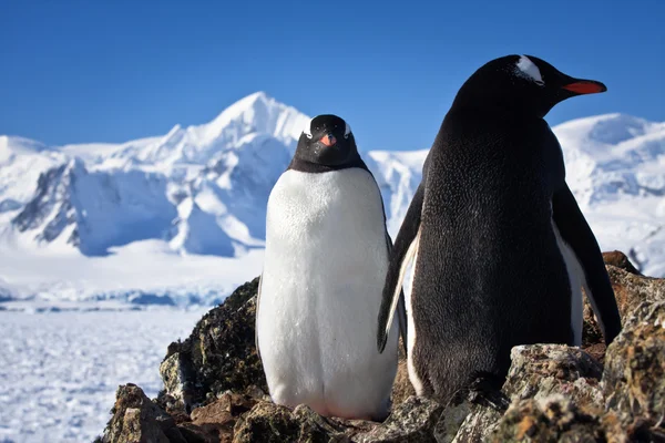 Dois pinguins — Fotografia de Stock