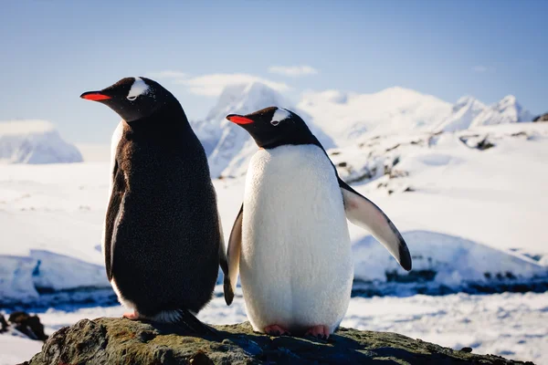 2 つのペンギン — ストック写真