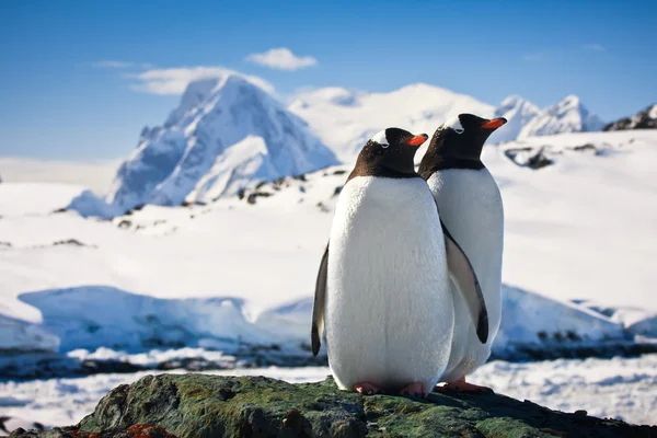 Dos pingüinos — Foto de Stock