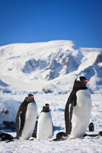 Tři tučňáci — Stock fotografie