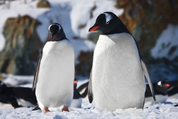 Két pingvinek — Stock Fotó