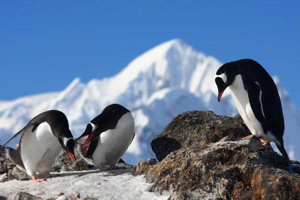 三个企鹅 — 图库照片