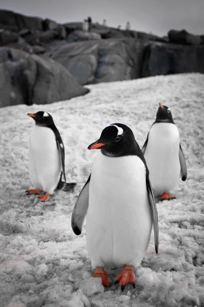 Drie pinguïns — Stockfoto