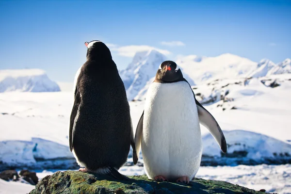 两个企鹅 免版税图库照片