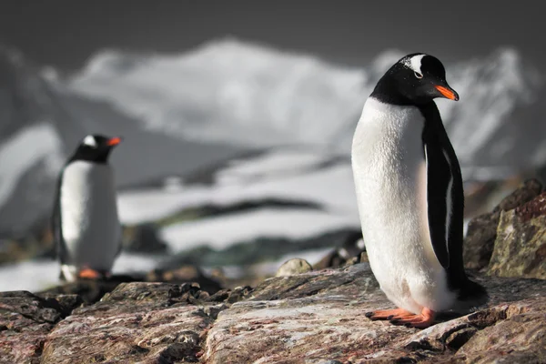 Two penguins — Stock Photo, Image