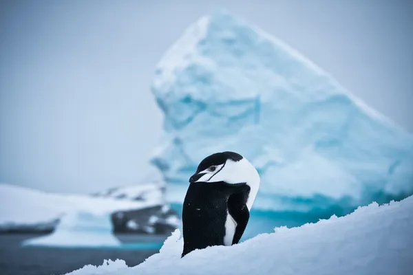 Pingouin noir et blanc — Photo