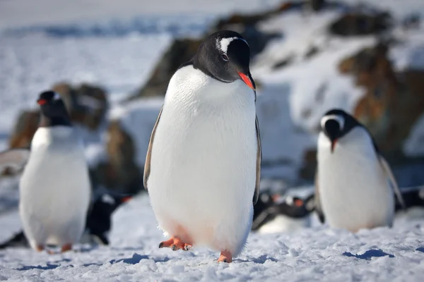 Три пінгвіни — стокове фото