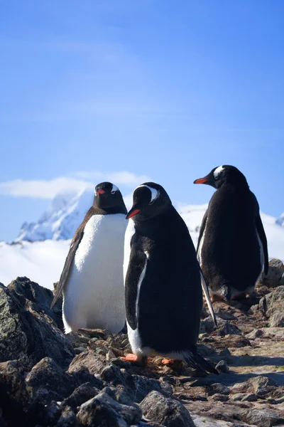 Три пингвина — стоковое фото