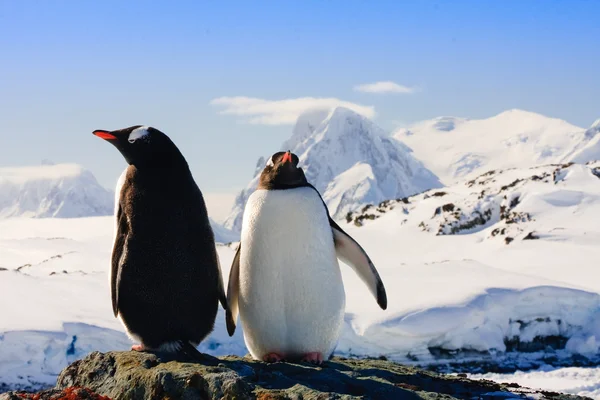 两个企鹅 免版税图库照片