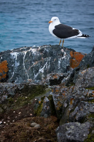 바위에 새 — 스톡 사진
