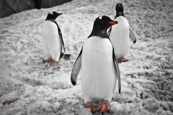 Tre pingviner - Stock-foto