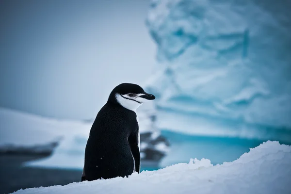 Pingwin czarno-biały — Zdjęcie stockowe