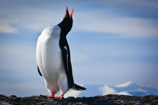 Pingüino en las rocas — Foto de Stock