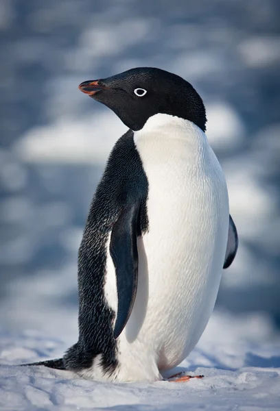 Černé a bílé tučňák — Stock fotografie