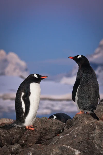 Dwa pingwiny mówić — Zdjęcie stockowe