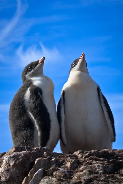 Due pinguini identici — Foto Stock
