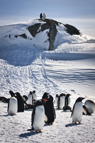 Un grand groupe de pingouins — Photo