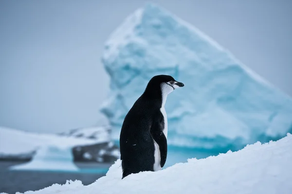 Pinguim preto e branco — Fotografia de Stock