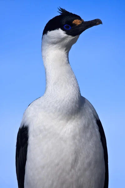 Porträt eines blauäugigen Vogels — Stockfoto
