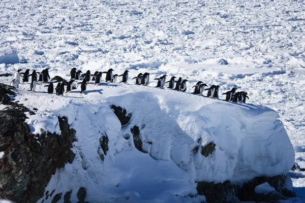 ペンギンの大規模なグループ — ストック写真