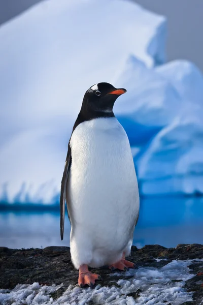 Pinguim se divertir — Fotografia de Stock