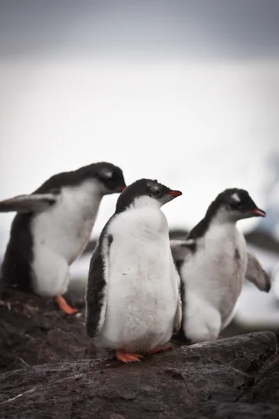 Τριών πιγκουίνων — Φωτογραφία Αρχείου