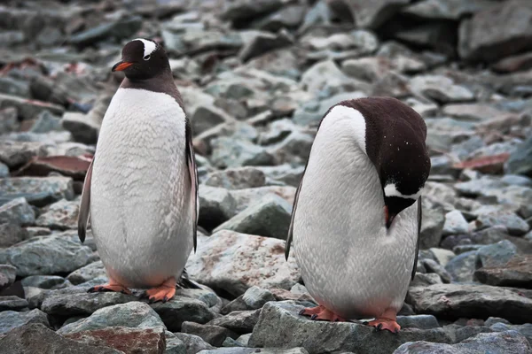 Två identiska pingviner — Stockfoto