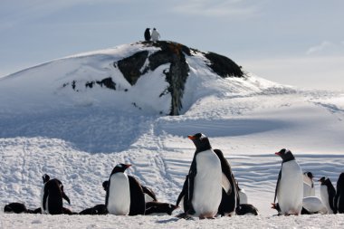 A large group of penguins clipart