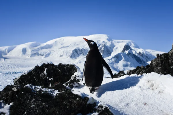 Pingvin på klipporna — Stockfoto