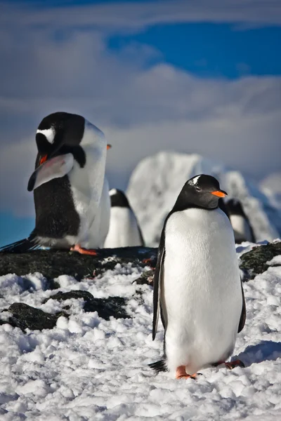 Dva tučňáci — Stock fotografie