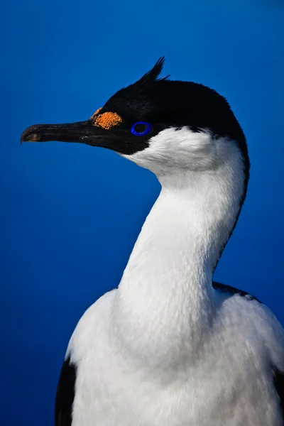 Portrait of blue-eyed bird — Stock Photo, Image
