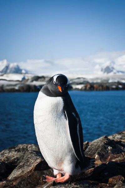 Pinguino sulle rocce — Foto Stock