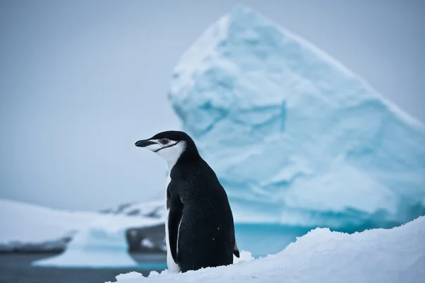 Pinguim preto e branco — Fotografia de Stock