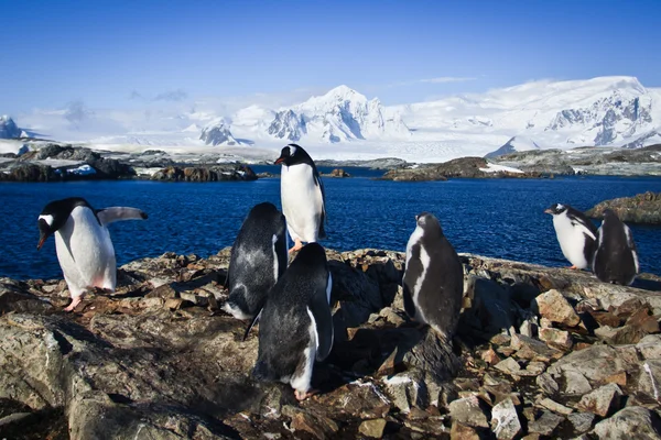 Grupo de pinguins — Fotografia de Stock