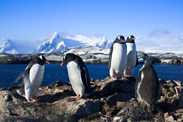 Skupina tučňáci — Stock fotografie