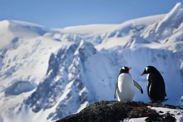 Два пингвина мечтают — стоковое фото
