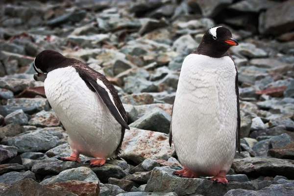 Deux pingouins identiques — Photo