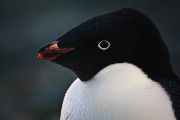 Μαύρο και άσπρο πιγκουίνος — Φωτογραφία Αρχείου