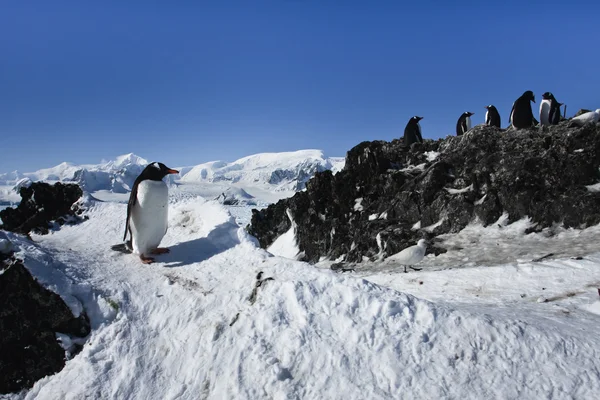 Gruppe von Pinguinen — Stockfoto